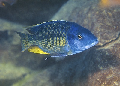 Protomelas sp. 'spilonotus likoma' Ndumbi Rocks